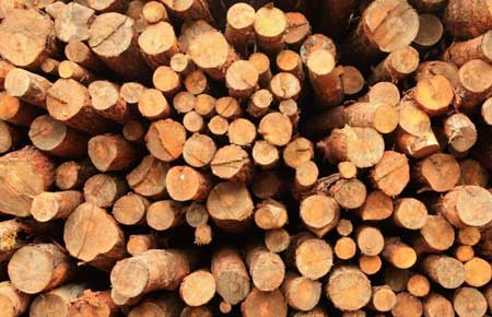 木业木材可持续发展