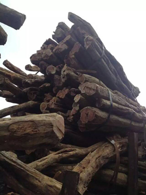 F:\王\微信\2015.5.21\3、注意！市场现新木材 类似海南黄花梨\4 中美洲黄花梨出材率比较高，市场报价2万元一吨.jpg
